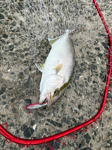 ネリゴの釣果