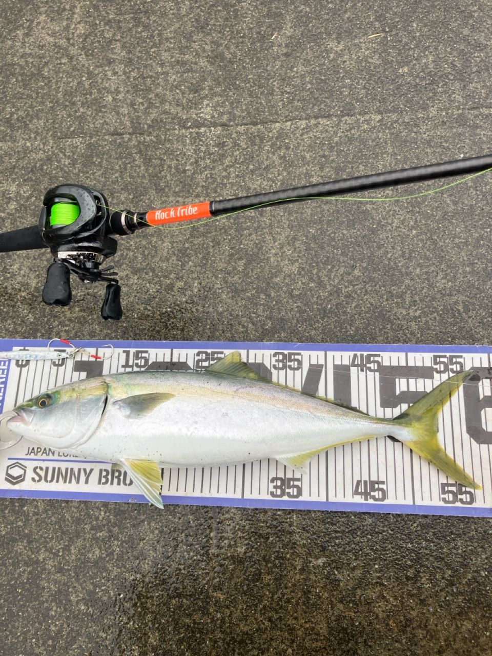 ジャクソン　ロックトライブ　RTC-808XH 楽天市場】ジャクソン JS ロックトライブ RTC-808XH 1個 : DIY