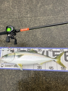 イナダの釣果