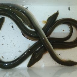 ウナギ
