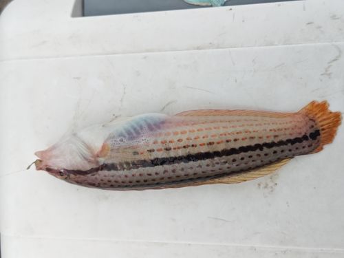 キュウセンの釣果