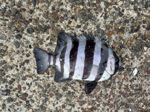 イシダイの釣果