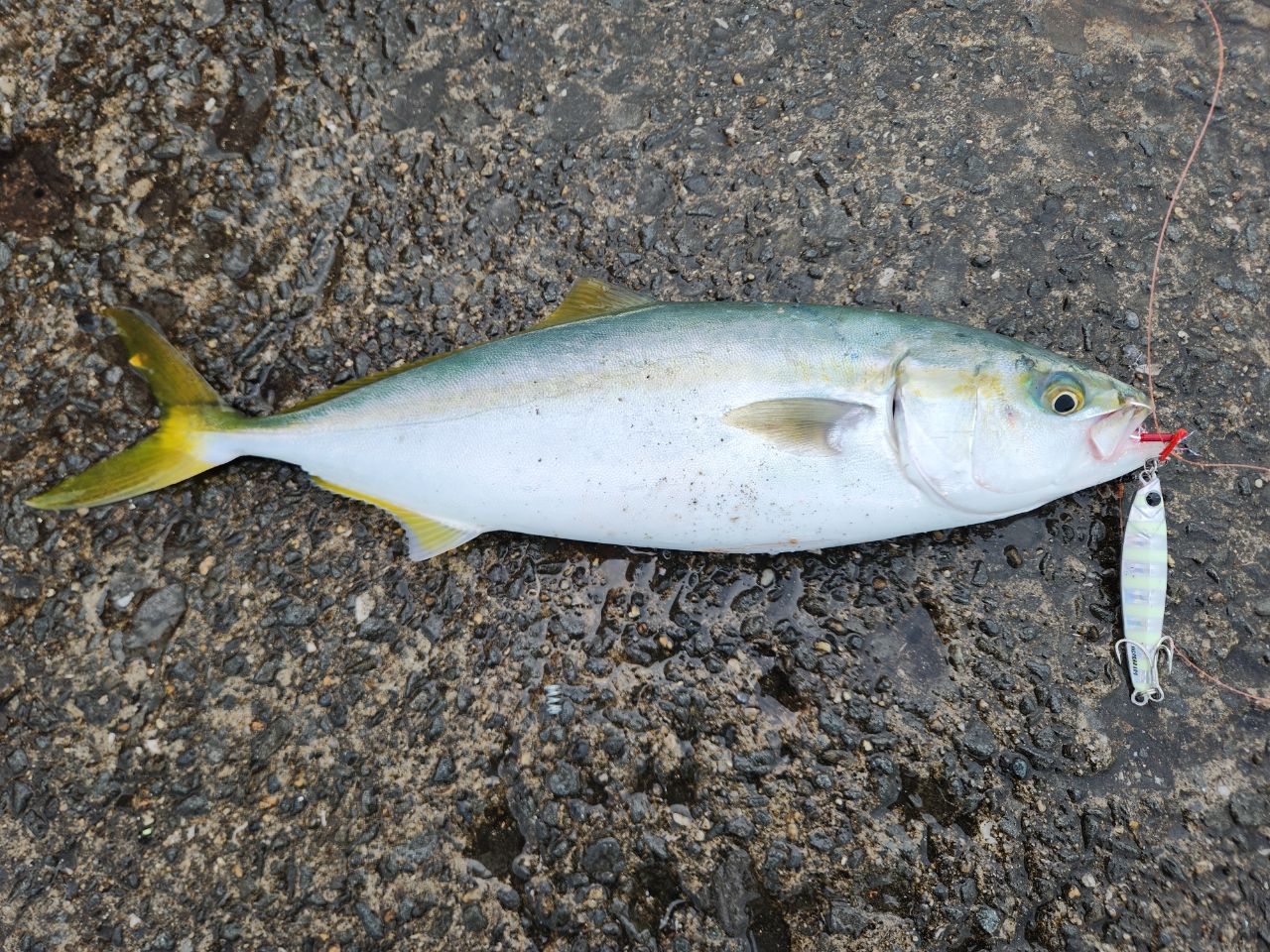 ハマチ
