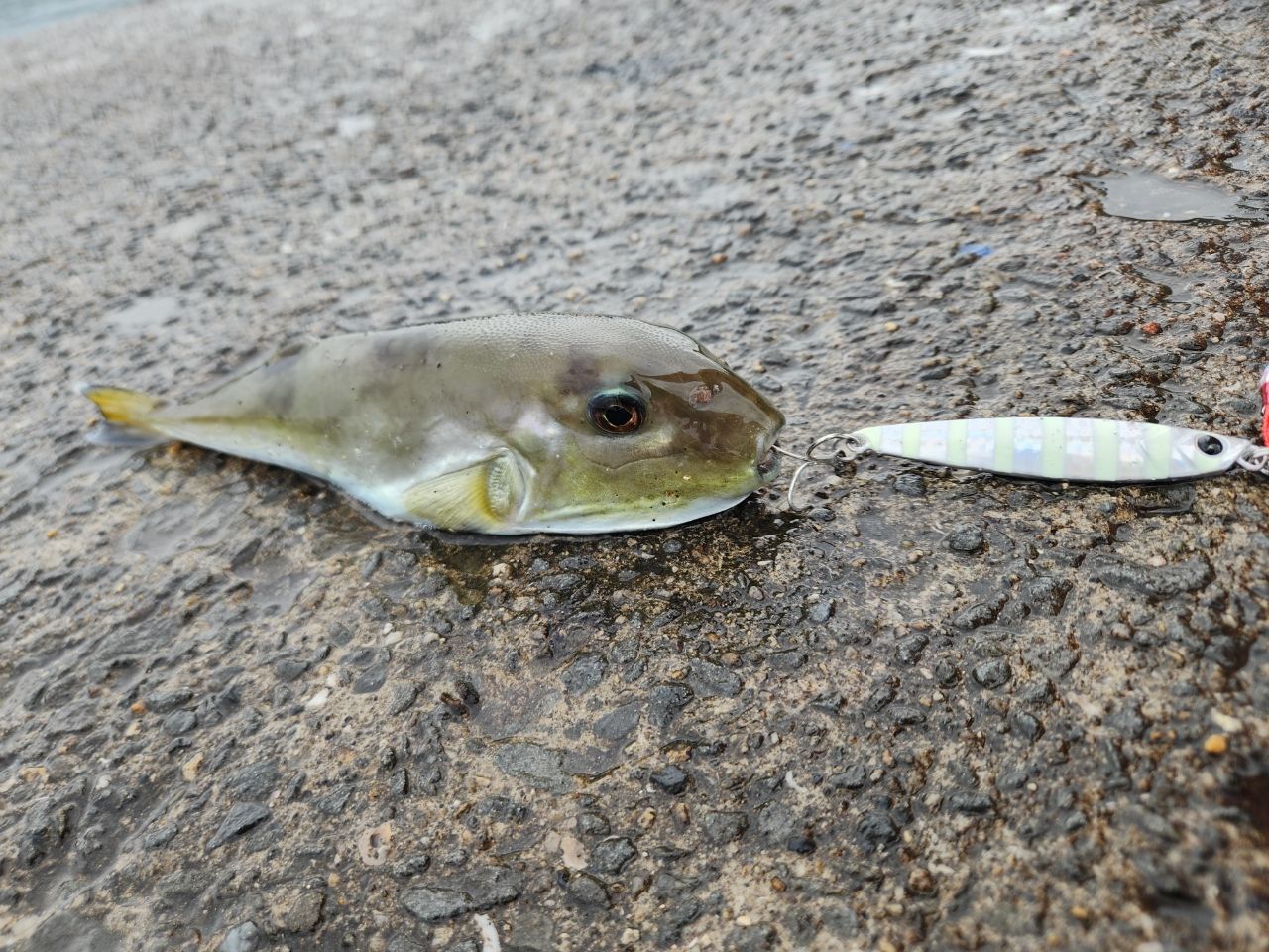 ハマチ