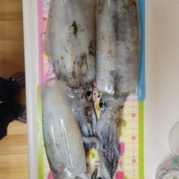 アオリイカ