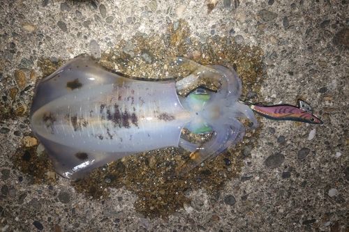 アオリイカの釣果