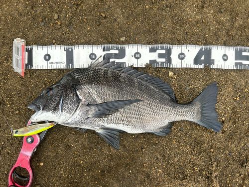 チヌの釣果