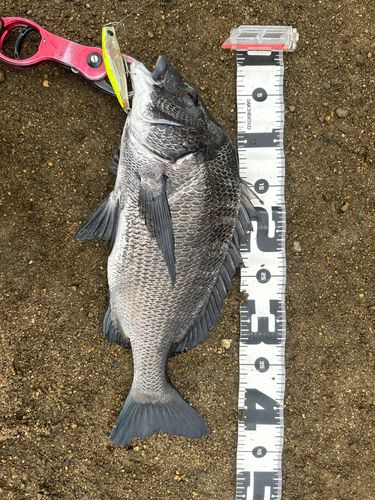 チヌの釣果