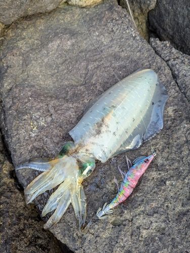 アオリイカの釣果