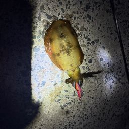 アオリイカ