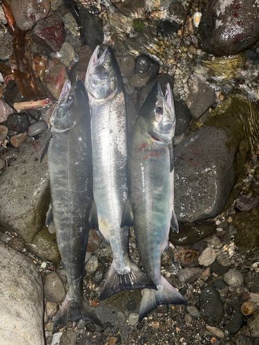 シロザケの釣果