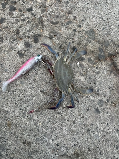 ワタリガニの釣果