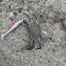 ワタリガニ