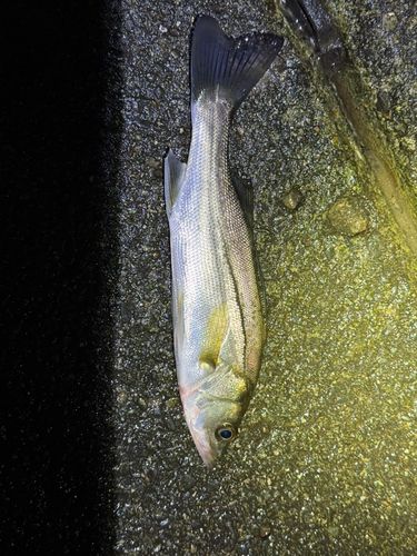 セイゴ（マルスズキ）の釣果