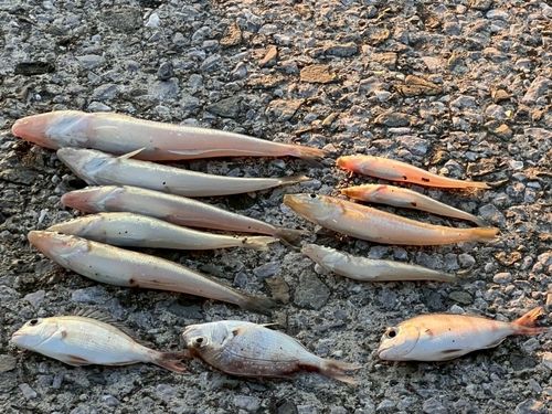 キスの釣果