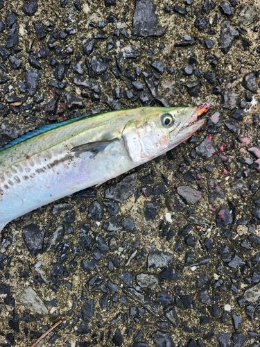 サゴシの釣果