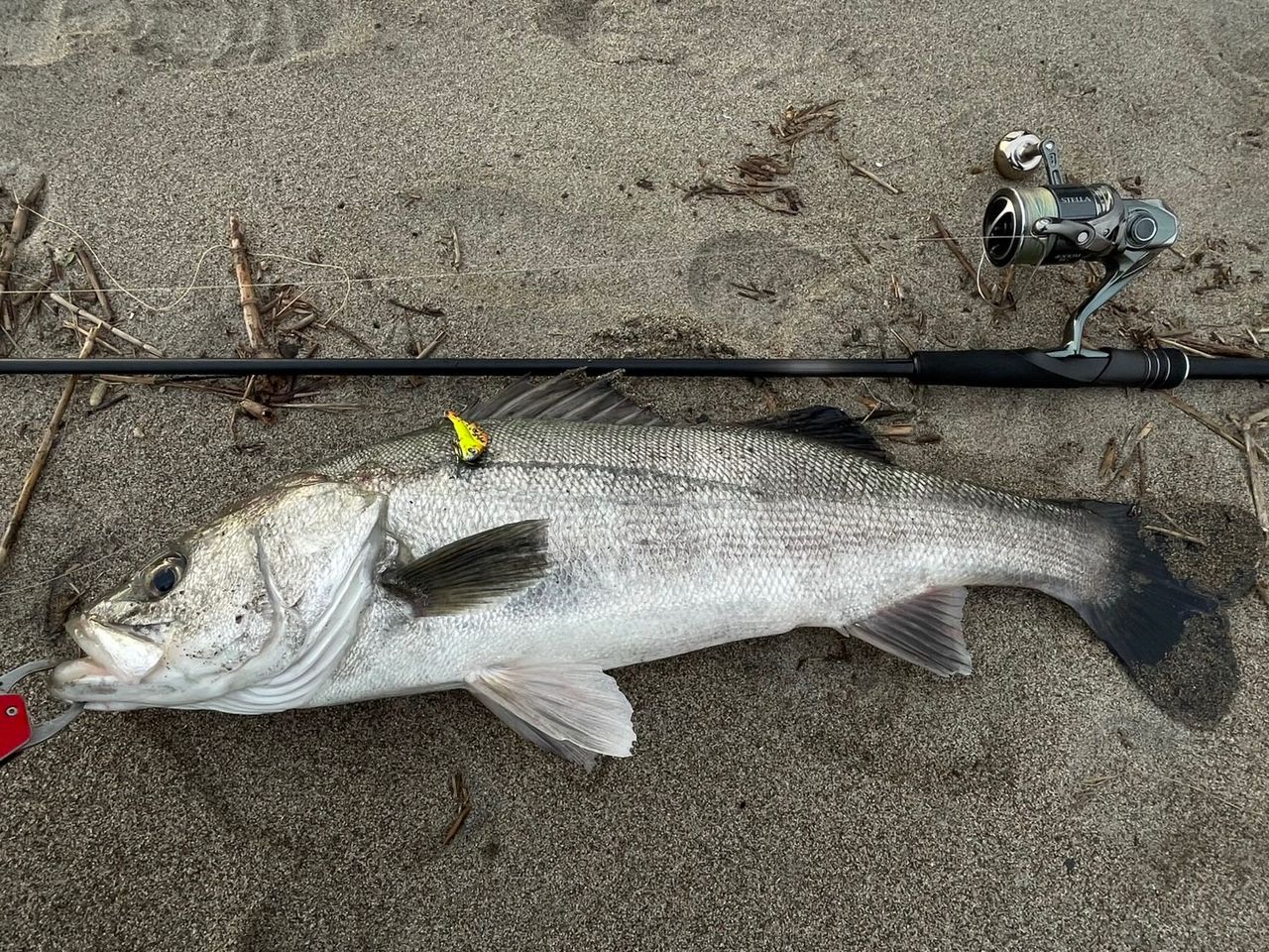 22ステラ4000MHG シマノ　シーバス シマノ(SHIMANO) 22 ステラ 4000XG 043962｜アウトドア用品