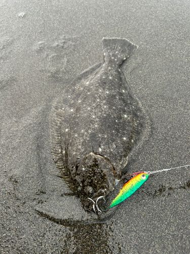 ソゲの釣果