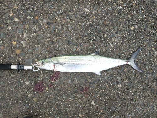 サゴシの釣果