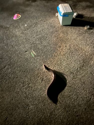 マアナゴの釣果