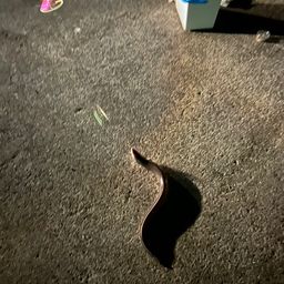 マアナゴ