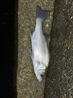 セイゴ（マルスズキ）の釣果