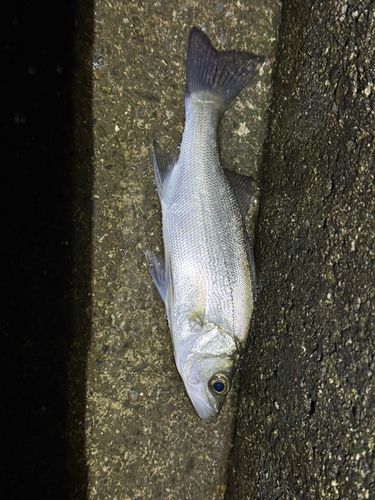 セイゴ（マルスズキ）の釣果