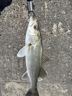フッコ（マルスズキ）の釣果