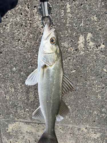 フッコ（マルスズキ）の釣果