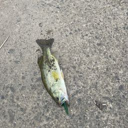 ブラックバス