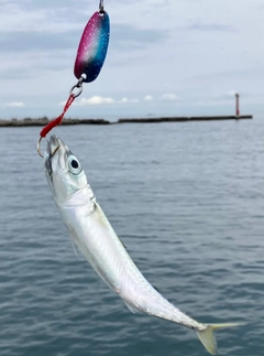 サバの釣果