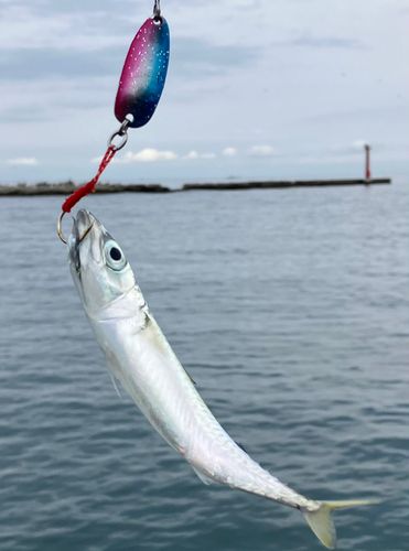 サバの釣果