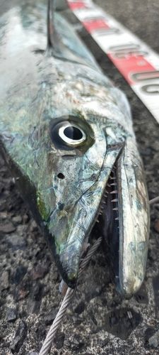 サゴシの釣果
