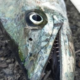 サゴシ