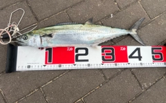 サゴシの釣果