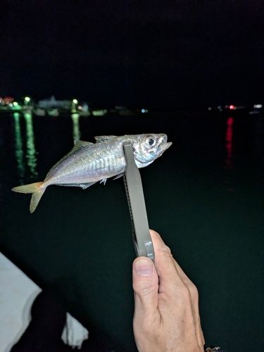 マアジの釣果