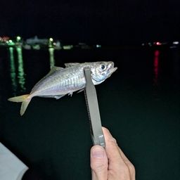 マアジ