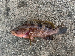 キジハタの釣果