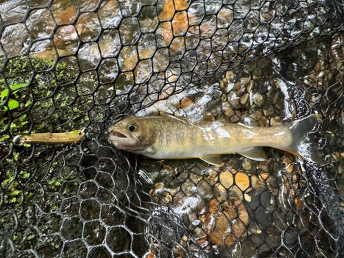 イワナの釣果