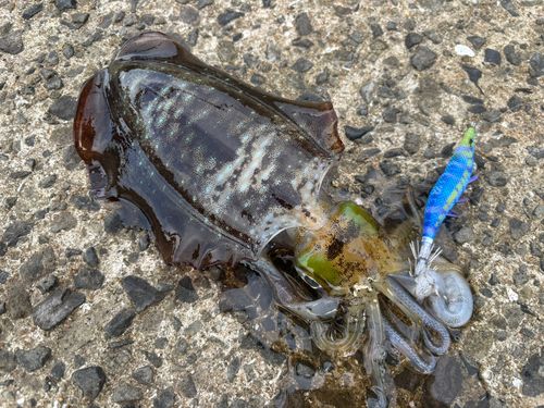 アオリイカの釣果