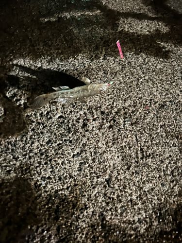 マハゼの釣果
