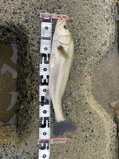 スズキの釣果