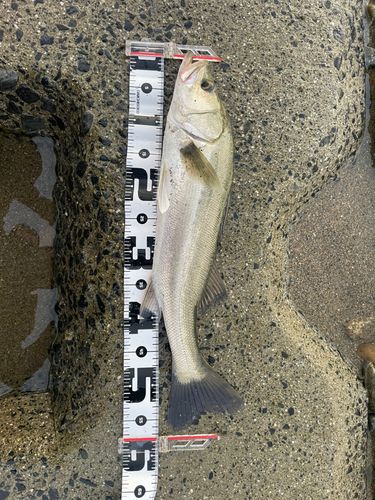 スズキの釣果