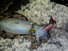 アオリイカの釣果
