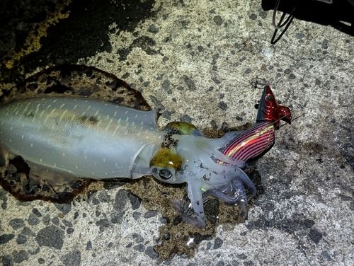 アオリイカの釣果