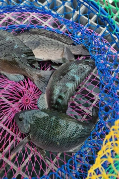 グレの釣果