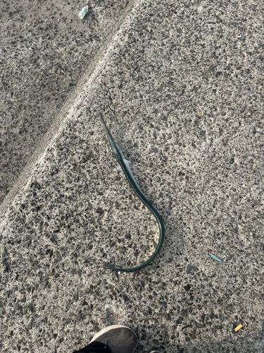 ダツの釣果