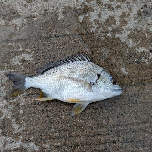キビレの釣果