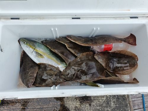 ヒラメの釣果