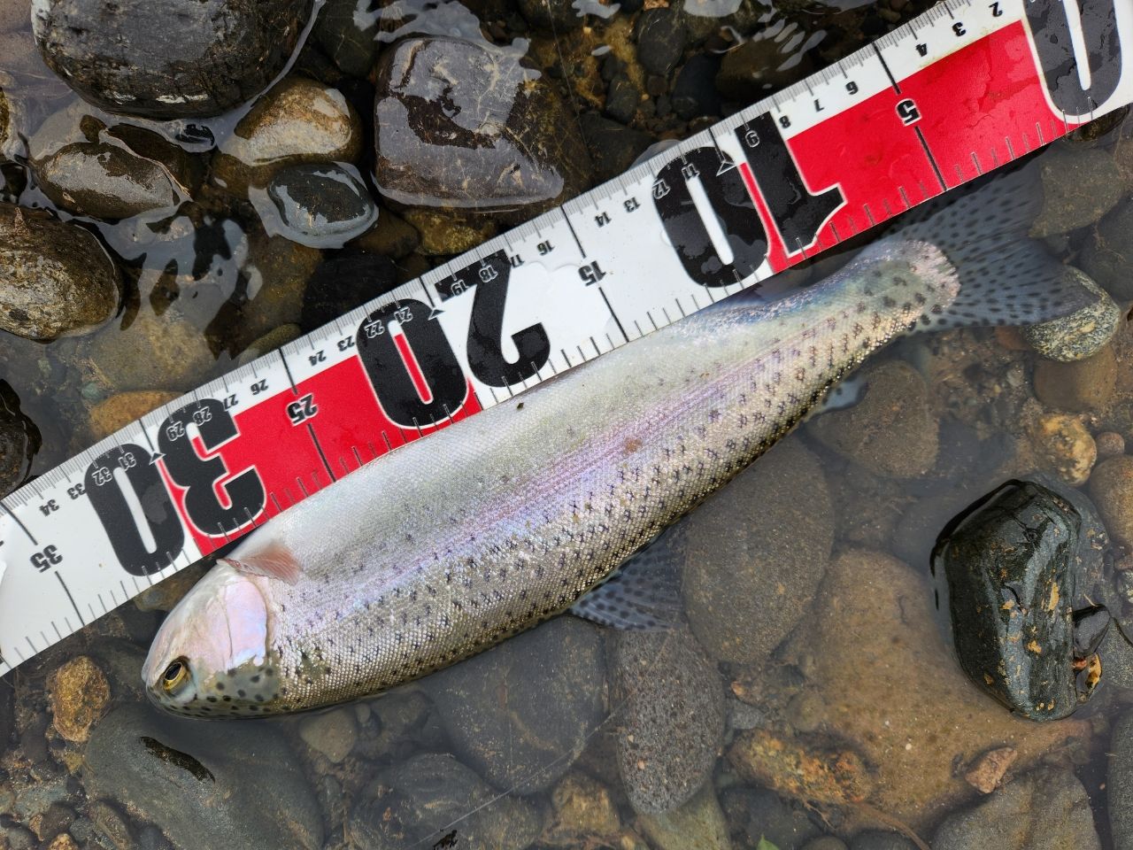 24トラウトワンNS S83ML シマノ トラウトロッド 24 トラウトワン NS S83ML [5] : 釣具の